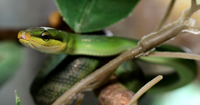 Zdroj: Zoo Olomouc