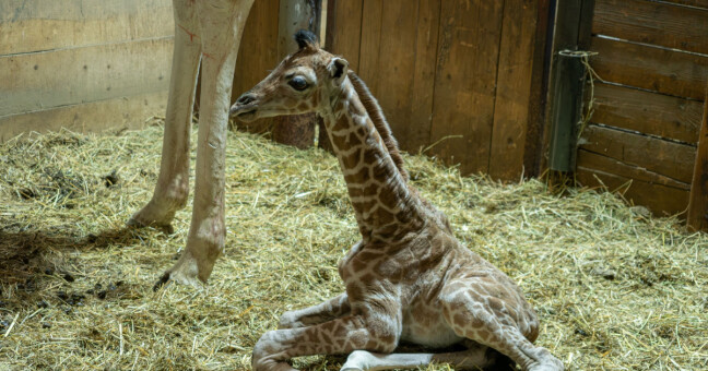 Zdroj: Zoo Olomouc