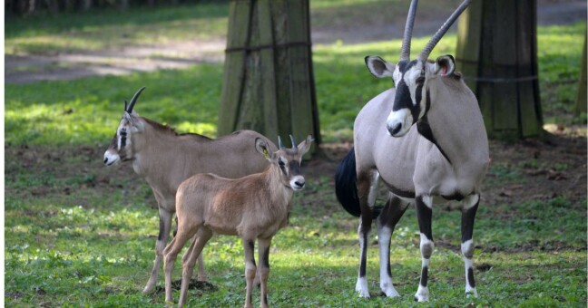 Zdroj: Zoo Olomouc