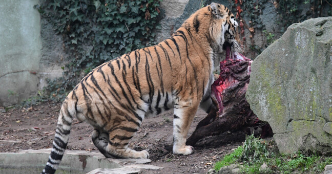 zdroj: Zoo Olomouc