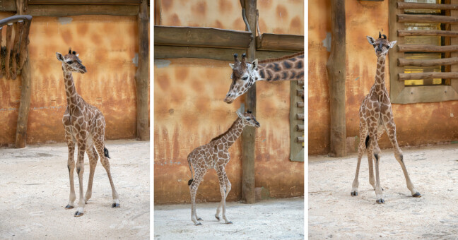 zdroj: Zoo Olomouc