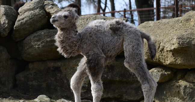 Zdroj: Zoo Olomouc