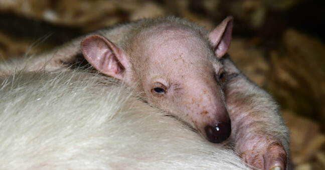 Zdroj: Zoo Olomouc