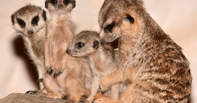 Zdroj: Zoologická zahrada Olomouc