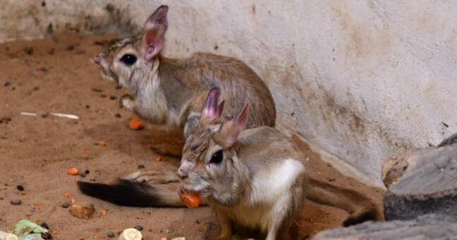 Zdroj: Zoo Olomouc