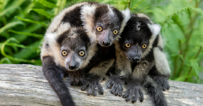 Vari černobílý, zdroj: Zoo Olomouc