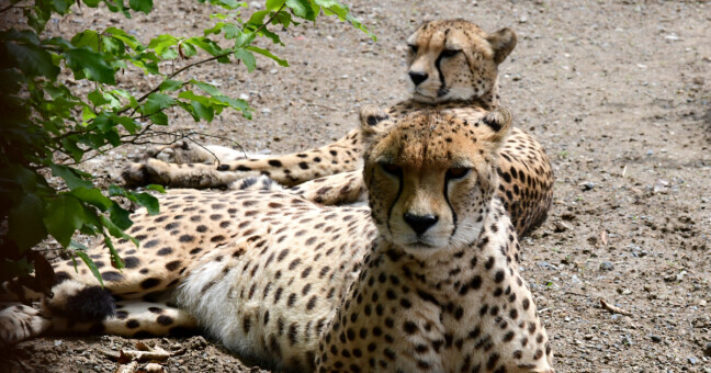 Zdroj: Zoo Olomouc