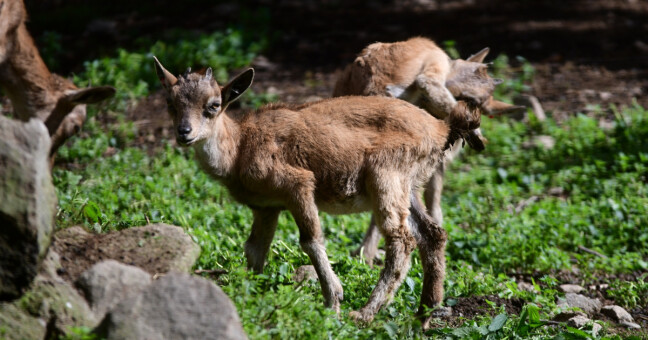 zdroj: Zoo Olomouc