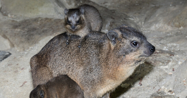 Zdroj: Zoo Olomouc