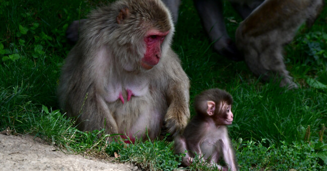 Zdroj: Zoo Olomouc