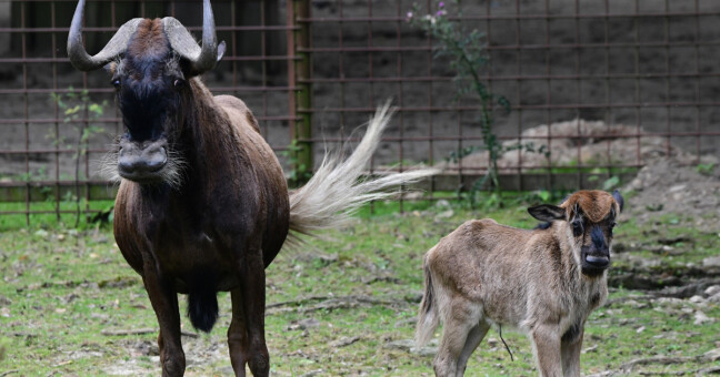 zdroj: Zoo Olomouc