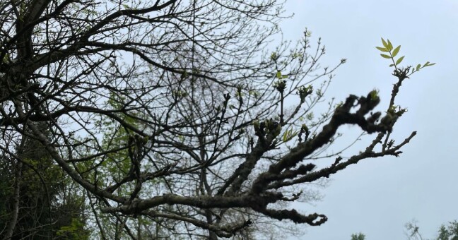 Zdroj: Olomoucký Report