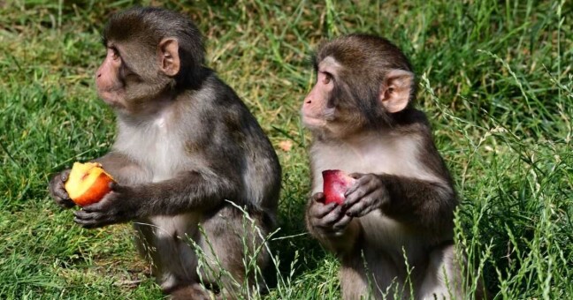 Chroničtí útěkáři, zloději i milovníci smetany do kávy. Tlupa makaků ze Zoo Olomouc se rozrostla o další členy, foto: Zoo Olomouc
