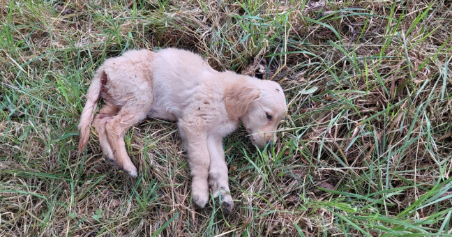 zdroj: Městská policie Štěpánov