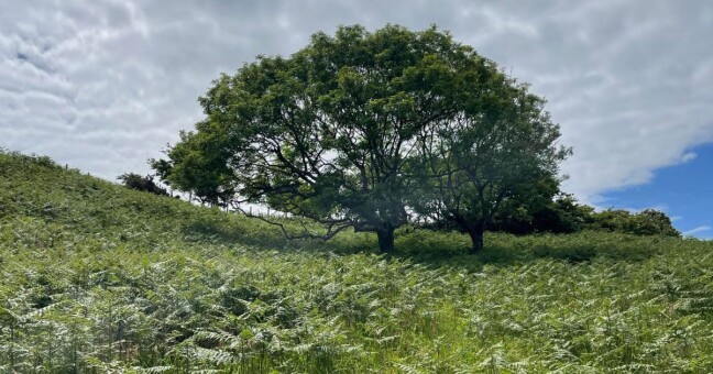 Zdroj: Olomoucký Report 