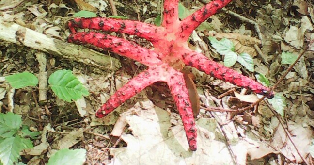 Zdroj: CHKO Litovelské Pomoraví