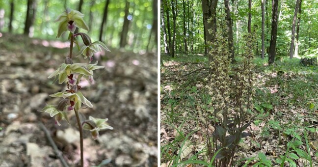 Zdroj: CHKO Litovelské Pomoraví
