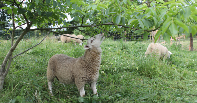 foto: Alena Koutková