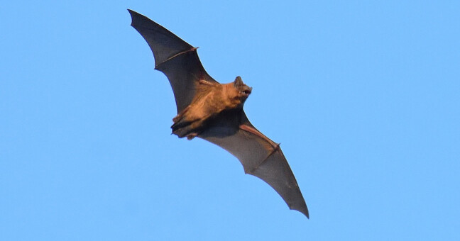 zdroj: Náš soused netopýr