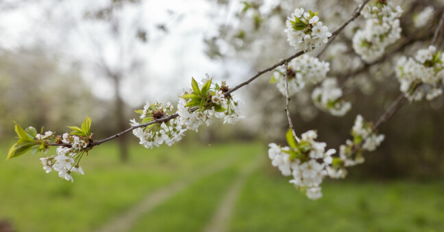 Zdroj: Sad Upupa Jirky Beneše