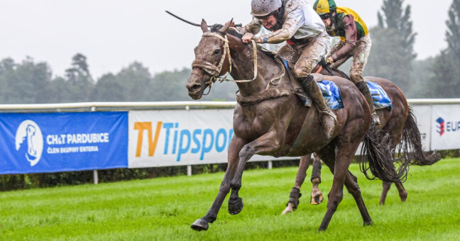 Sacamiro; zdroj: Zavodiště Pardubice 