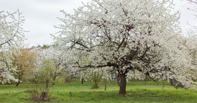 zdroj: Kamil Zápeca, Sad Upupa Jirky Beneše