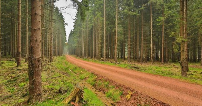 Ilustrační foto, zdroj: Lesy ČR