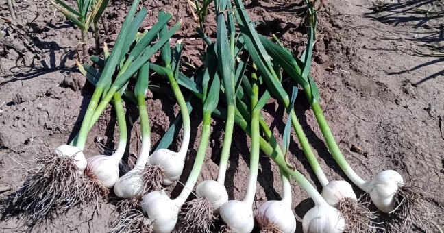 zdroj: Samosběr zeleniny Vojnice