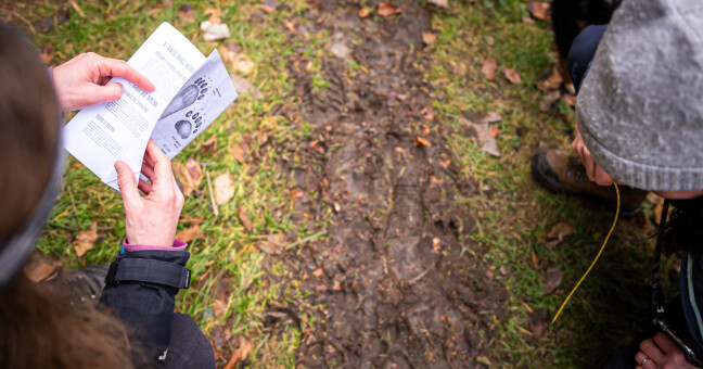 Ochranáři potvrdili v Jeseníkách přítomnost rysů i vlků, zdroj: Hnutí DUHA Šelmy