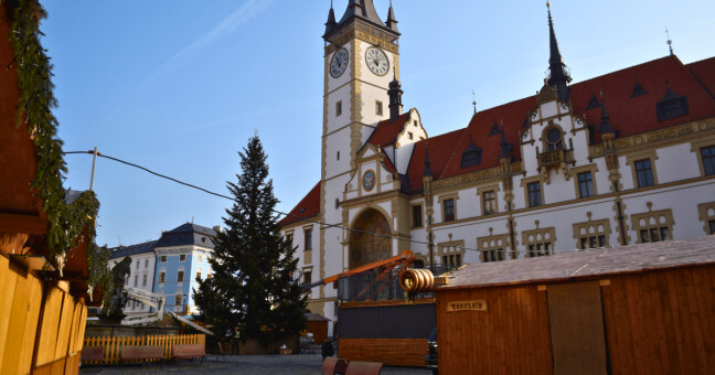 Vánoční strom 2022, který získal jméno Perníček, zdroj: Olomoucký Report