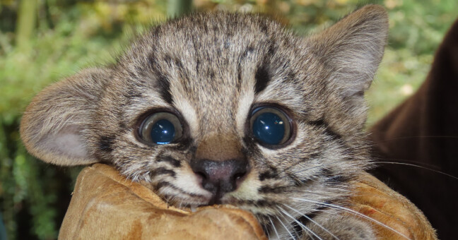 Nové mládě kočky slaništní. Zdroj: Zoo Olomouc