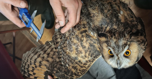 Kroužkování kalouse ušatého, zdroj: CHKO Jeseníky