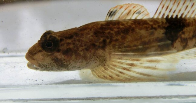 Zdroj: CHKO Jeseníky