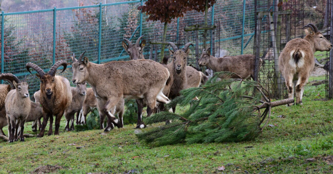 Zdroj: Zoo Olomouc