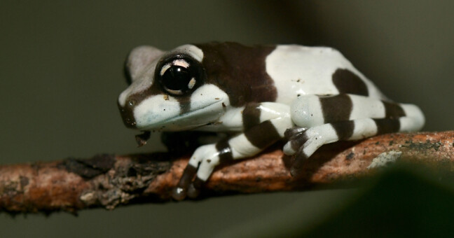 Rosnička včelí, zdroj: Zoo Olomouc