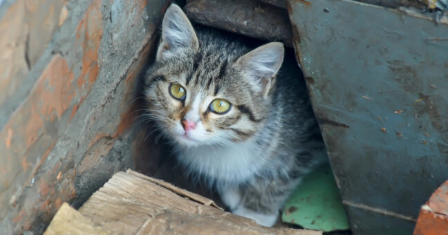 zdroj: město Olomouc