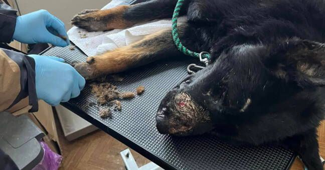 zdroj: Útulek Mohelnice