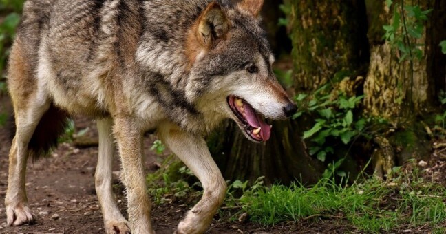 Ilustrační foto: Pixabay.com 