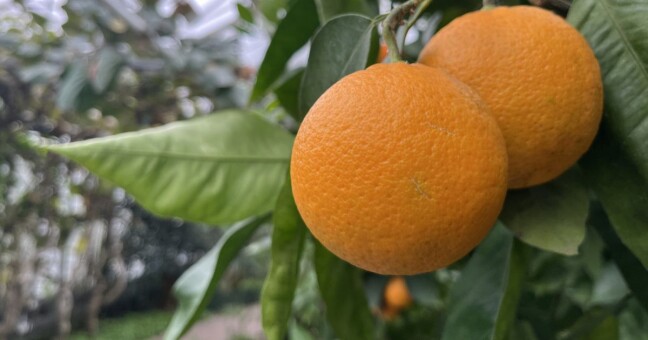 Zdroj: Flora Olomouc