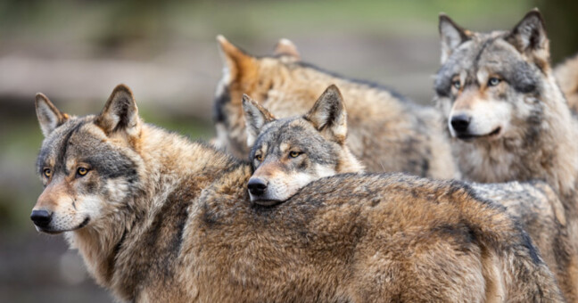 Zdroj: European Action Wolves