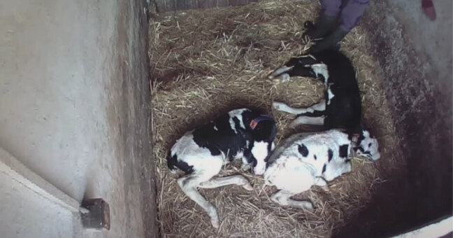 zdroj: Zvířata nejíme