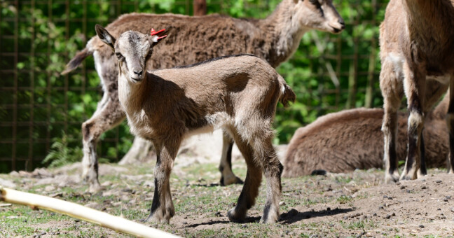Zdroj: Zoo Olomouc