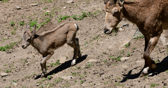 Zdroj: Zoo Olomouc