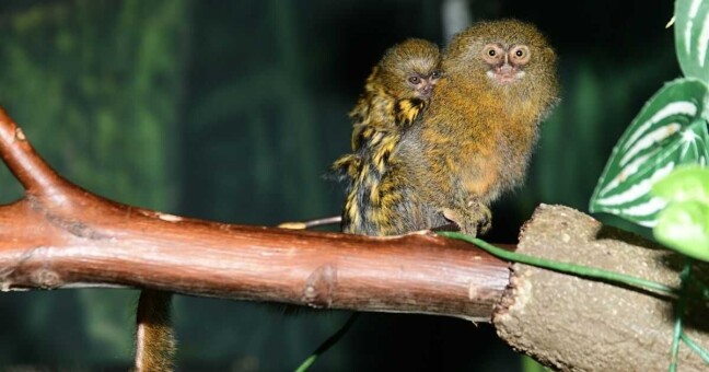 Foto: Zoo Olomouc