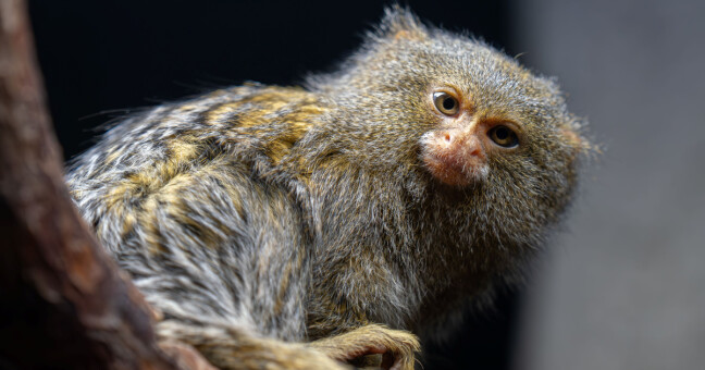 Zdroj: Zoo Olomouc