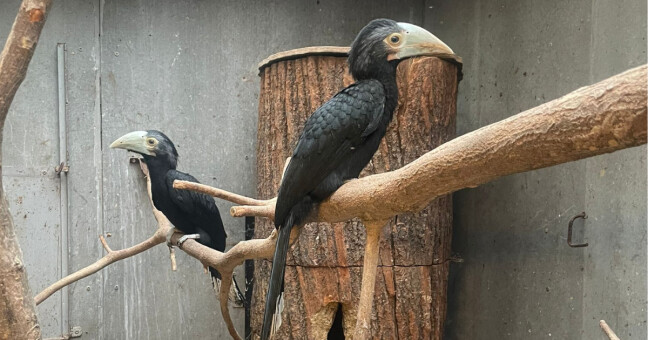 Zdroj: Zoo Olomouc
