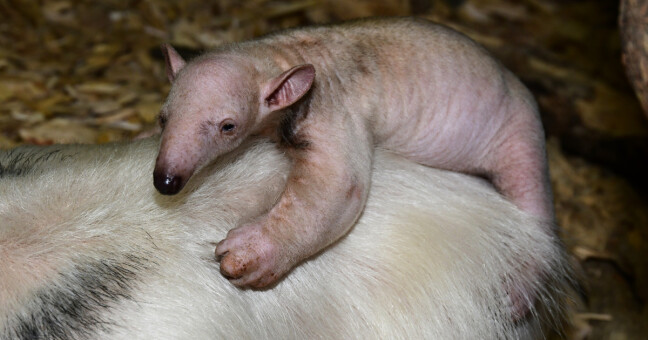 zdroj: Zoo Olomouc