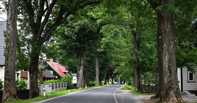 zdroj: Arnika