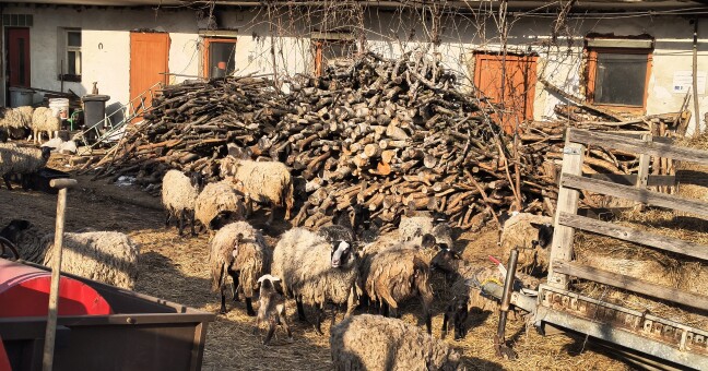 Ovce, které SVS odebrala chovateli v Křelově. Teď už jsou na farmě ve Chválkovicích, foto: SVS