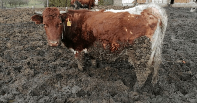 Foto: Státní veterinární správa